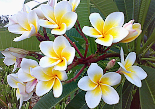 Blommor